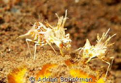 Tiger Shrimp from Bali - Olympus E-330 + 50mm Macro by Adrian Schokman 